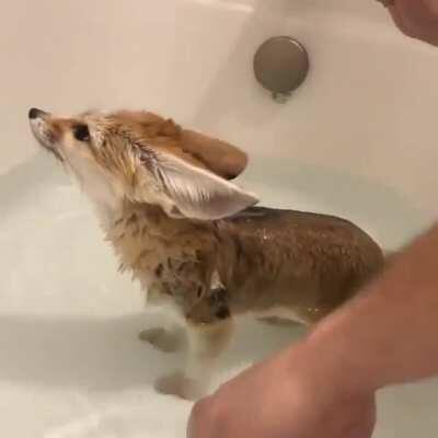 Giving a fox a bath