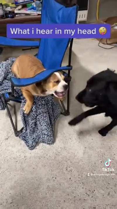 What I hear when my two puppies are playing. Check out my TikTok @ErinGoBragh.eth