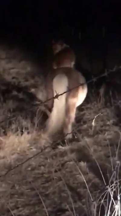 Corgi is caught sneaking into pony field at night