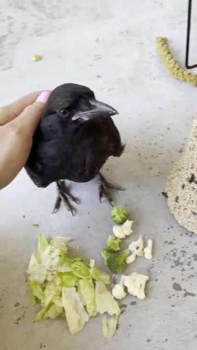 Young Raven landed on our deck today and has decided to stay. He is insanely friendly.