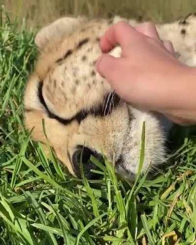 Posting cheetah pics every day until I run out — Day 365 — Perfect Purring Pets (one full year!!!!)