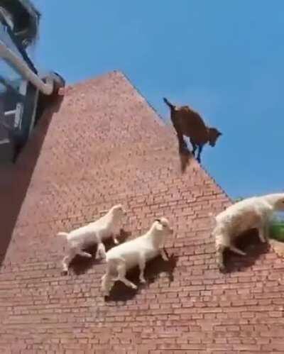 Mountain goats doing some workout