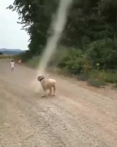 Dog stops tornado from forming.