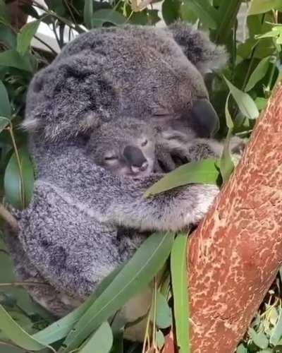 🔥 Koala mom and the baby