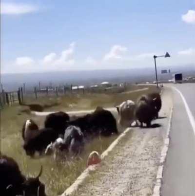 Herd leader ensures that no one walks on the road