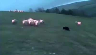 Shepherding IQ 1000000. Best vid I've seen in ages.