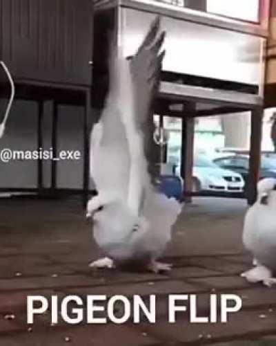 Slowmo of a pigeon flip