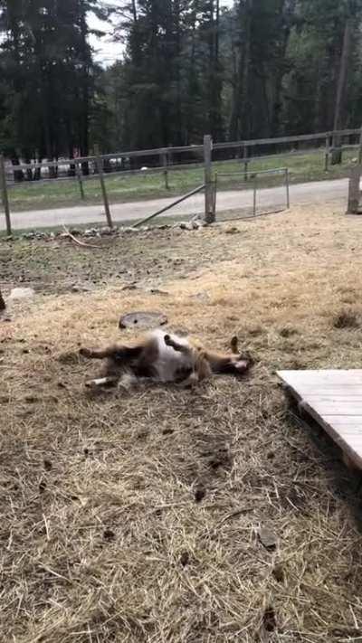 Goat Falls Off Ramp