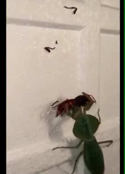 Hornet vs praying mantis