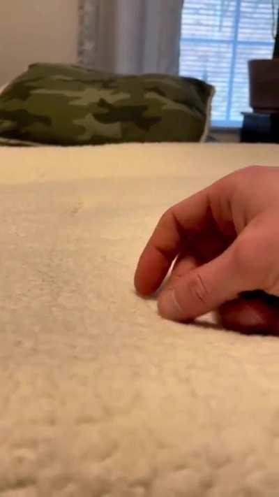 button quail chick does not want leave owners hand