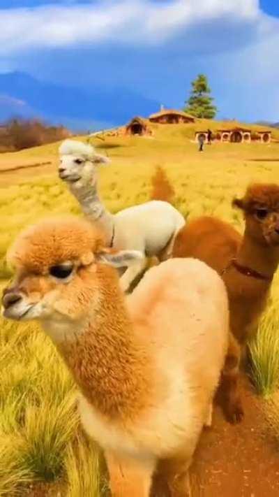 I want to be in this Alpaca gang....