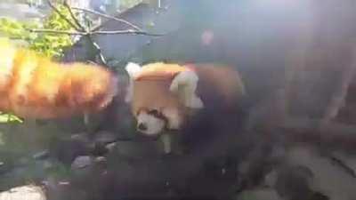 Red Panda exploring & Climbing with his Mom