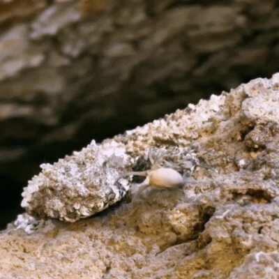 The spider-tailed horned viper (Pseudocerastes urarachnoides) has a unique tail looks like a spider. The tail tip is waved around and used to lure insectivorous birds to within striking range