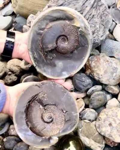 🔥 This fossil was formed in the dark murky depths of the Jurassic sea 185 million years ago. Found in Yorkshire, England