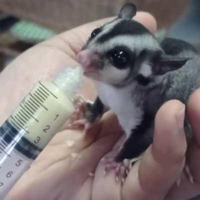 Tiny snac for a sugar glider on frog-free-friday