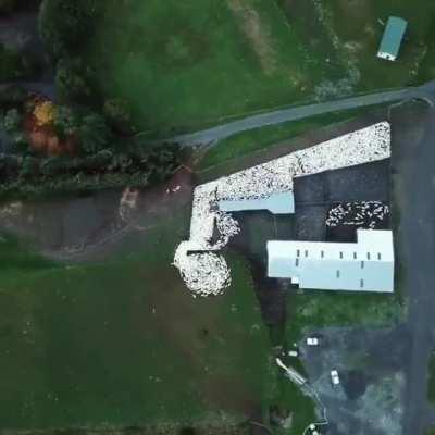 Awesome drone footage of a dog herding sheep