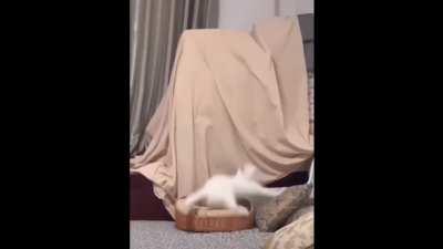 Cat falls asleep