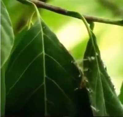 Bird stitches together nest using leaf fibers