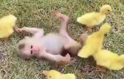 Just a monkey hanging out with some ducklings to brighten your day.