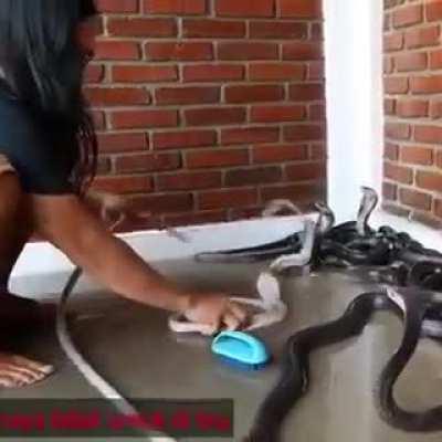 It’s bath time for… snakes!