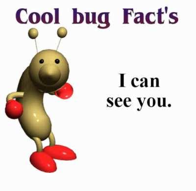 Just an ordinary bug fact