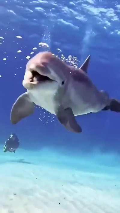 🔥 Craziest Dolphin