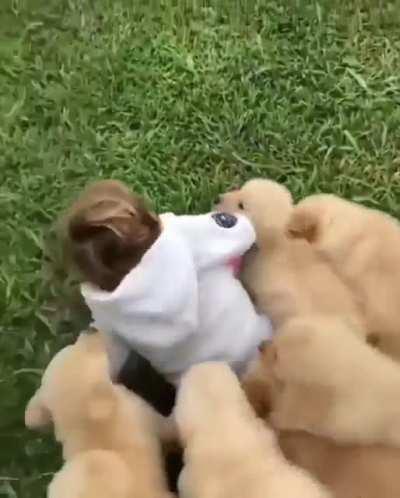 Vicious dogs attack the child