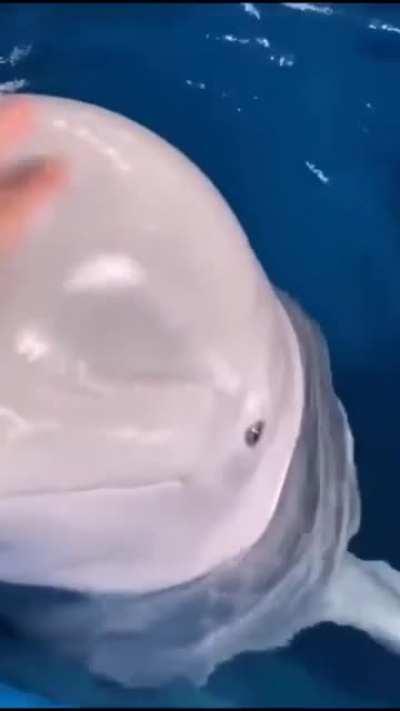 A Beluga whale's squishy head