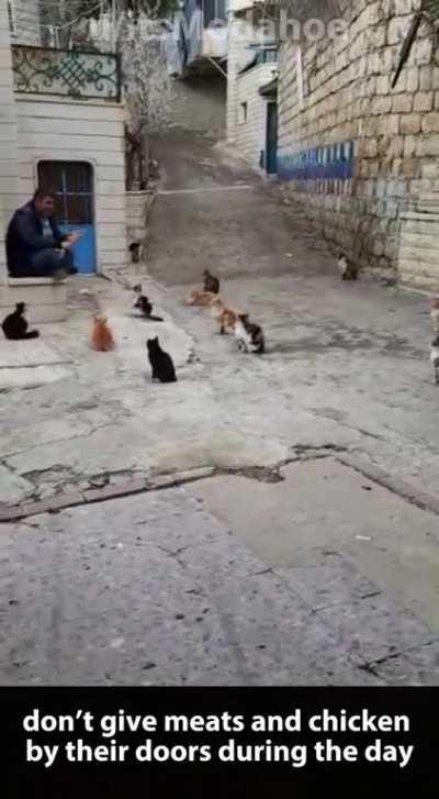 Syrian guy prepping cats for Ramadan