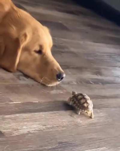 turtle boops dog's noise <3