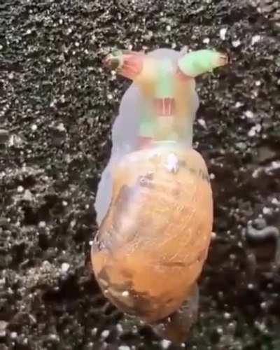 The snail in this video has been invaded by, Leucochloridium, a parasitic worm that invades the eyestalk of a snail.