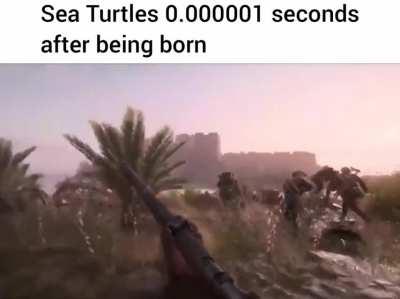 The great Sea Turtle advance of 1918