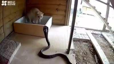 Cat defends itself from attacking Cobra