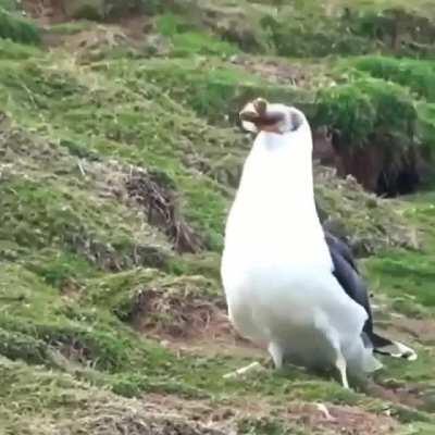 Cursed_Seagull