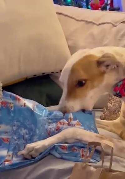 My doggo opening her Christmas presents