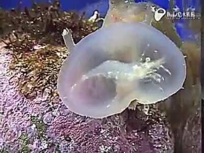 Nudibranch (Melibe Viridis) Capturing a Prawn