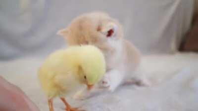 Cute British shorthair kittens meet and walk with a tiny chicken.