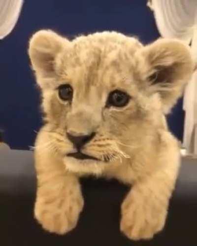 Do you want to know how a cute cub sounds like?