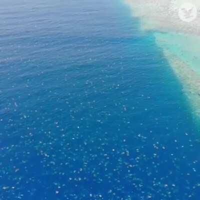 🔥 A drone recorded around 64,000 awkward green sea turtles near the Great Barrier Reef 🔥