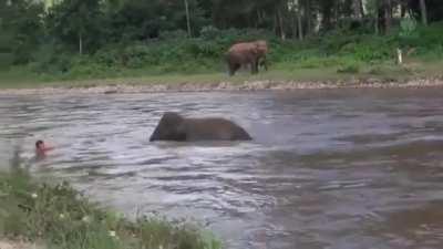 Baby elephant thought he was drowning 💗💗....