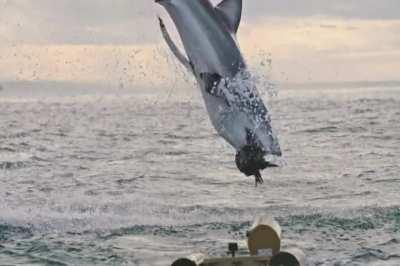 Great white shark fully breaching in Mossell Bay, South Africa