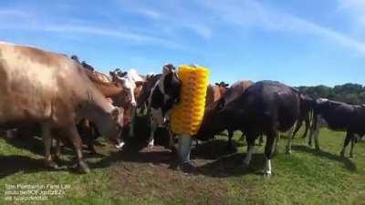 Cow brush being installed.