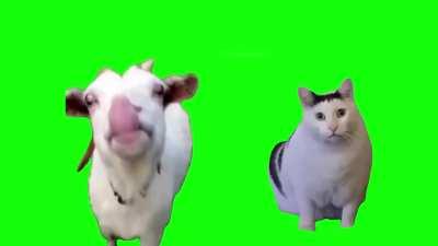 [MEME TEMPLATE] Goat talking to Huh? Cat meme Green Screen