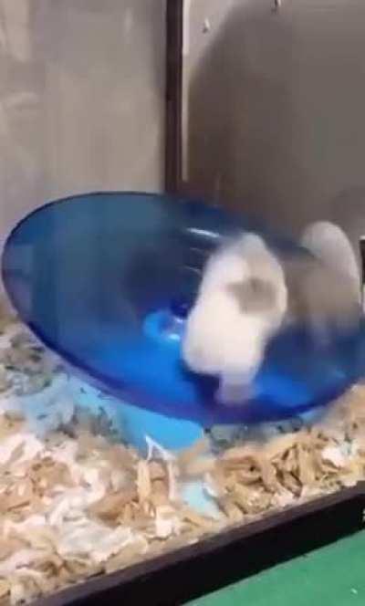 Crazy race hamster, accelerate accelerate accelerate!