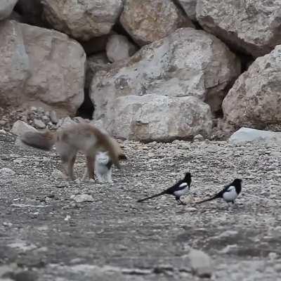 turkish cat and fox / lake van