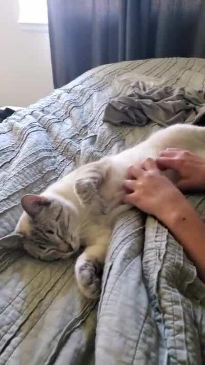 Chowder is usually skeptical about belly rubs until he gives in