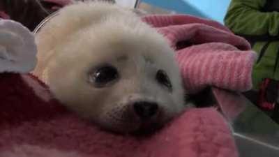 Tiny baby seal born in Osaka Aquarium, only 2.4kg