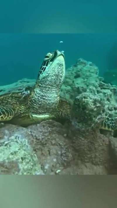 Turtles are able to conserve a lot of their oxygen when sleeping underwater since they do not have much movement. A turtle will naturally wake up when their body starts to get low on oxygen