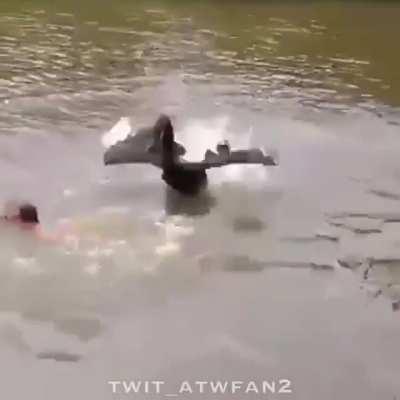 WCGW swimming in a lake near some swans