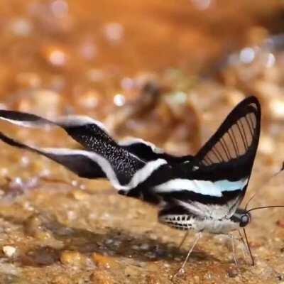 🔥 These are 100% real, actual butterflies. The green dragontail butterfly (Lamproptera meges) is one of the smallest species of swallowtail butterfly and one of the very few species with wing transparency.